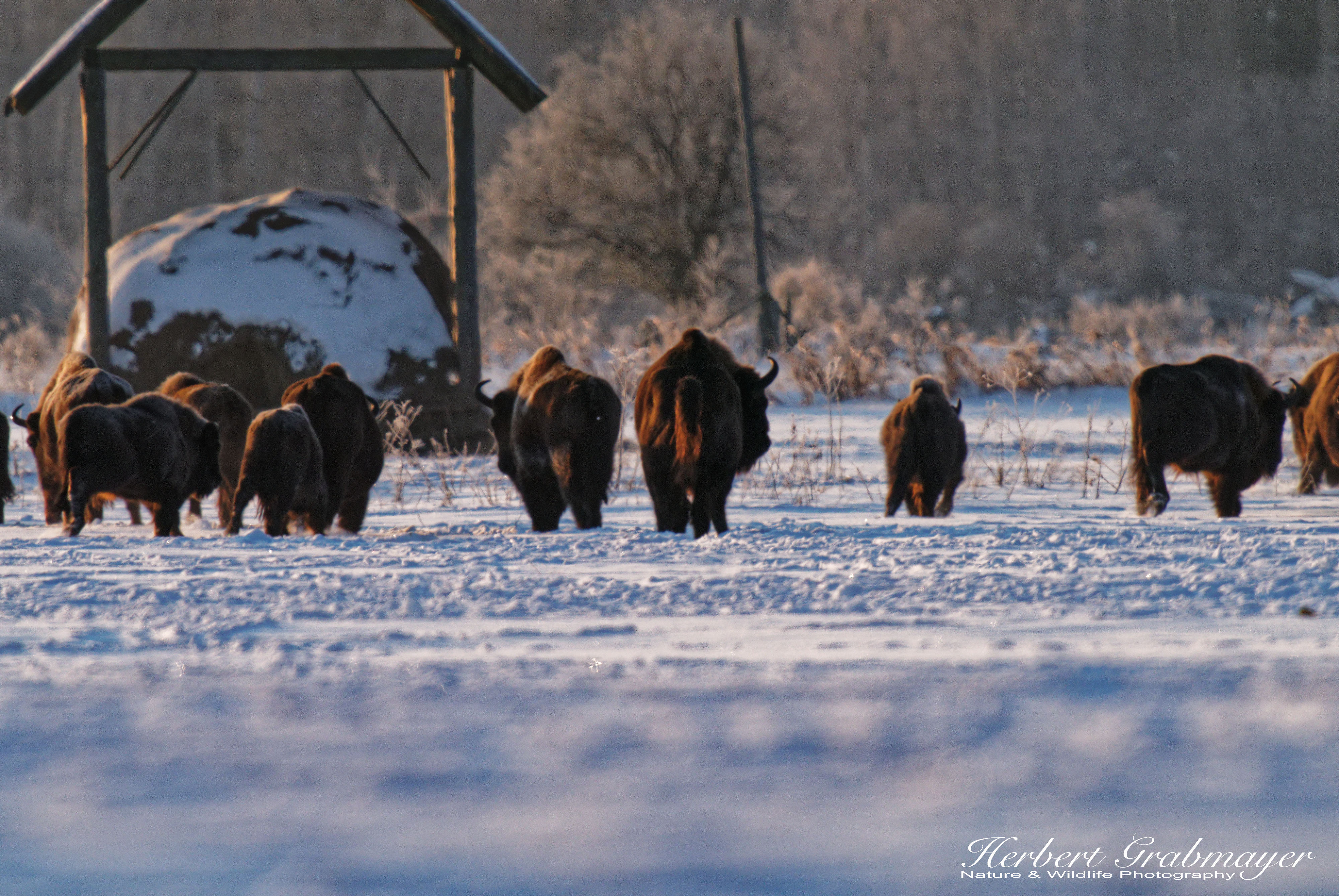 Winter im Februar 2021