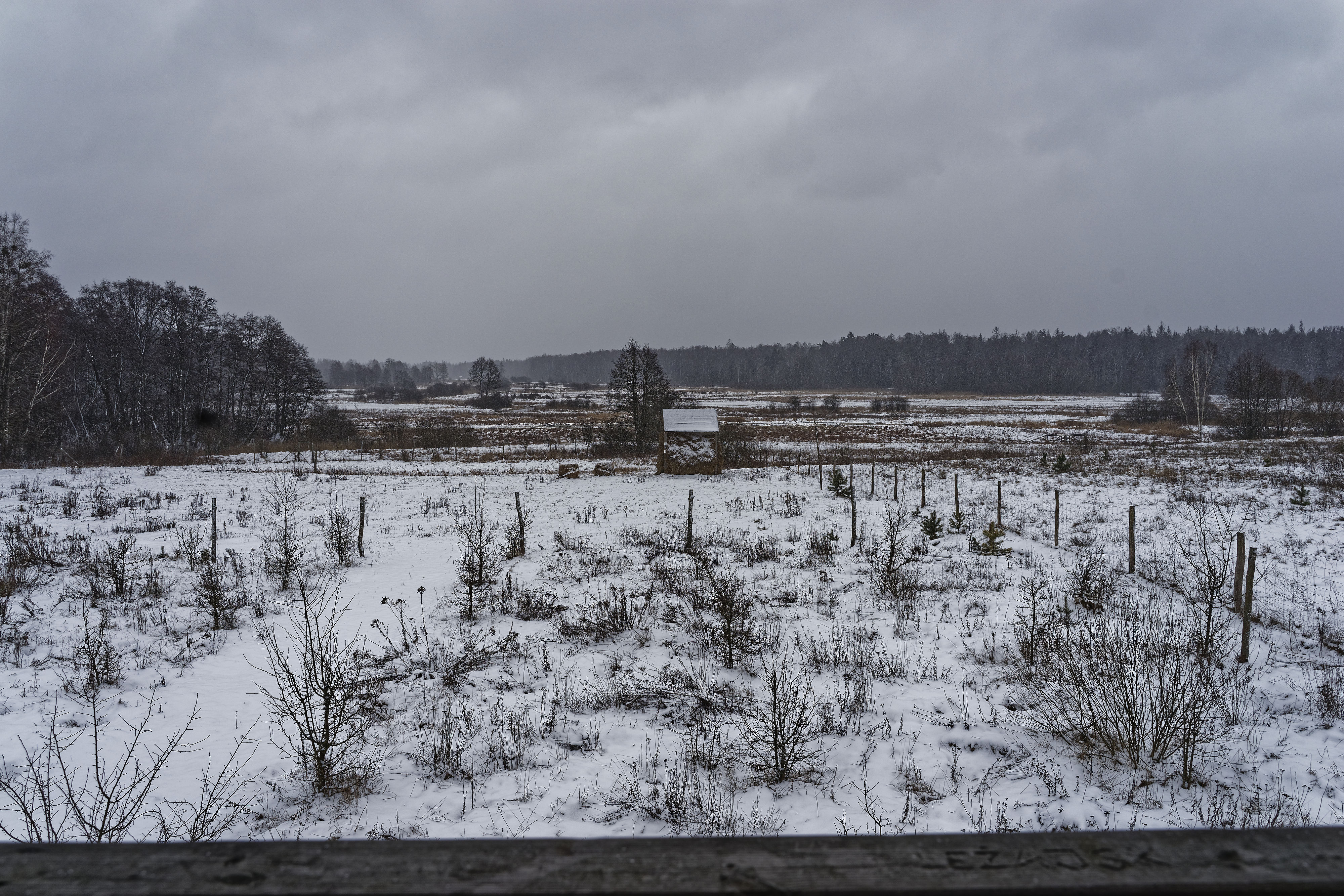 Gruszki Janury 2019 Gruszki Janury 2019
