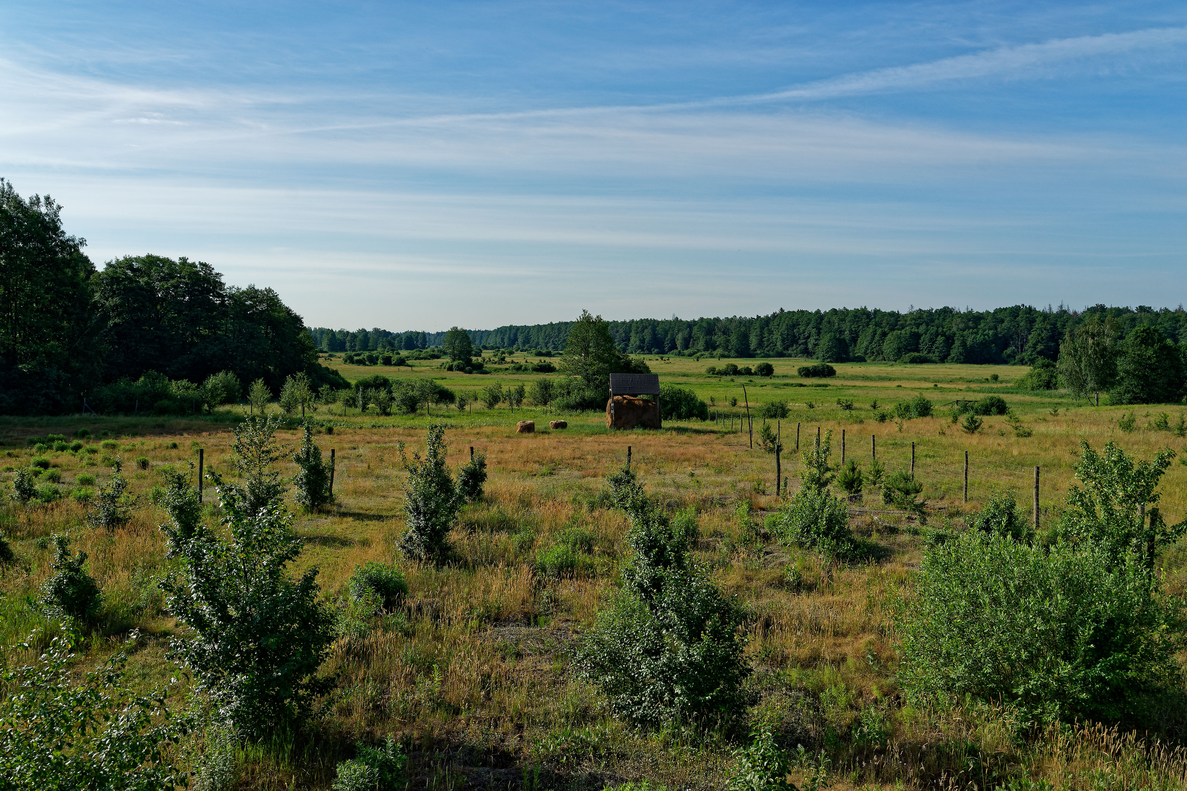 Gruszki June 2019