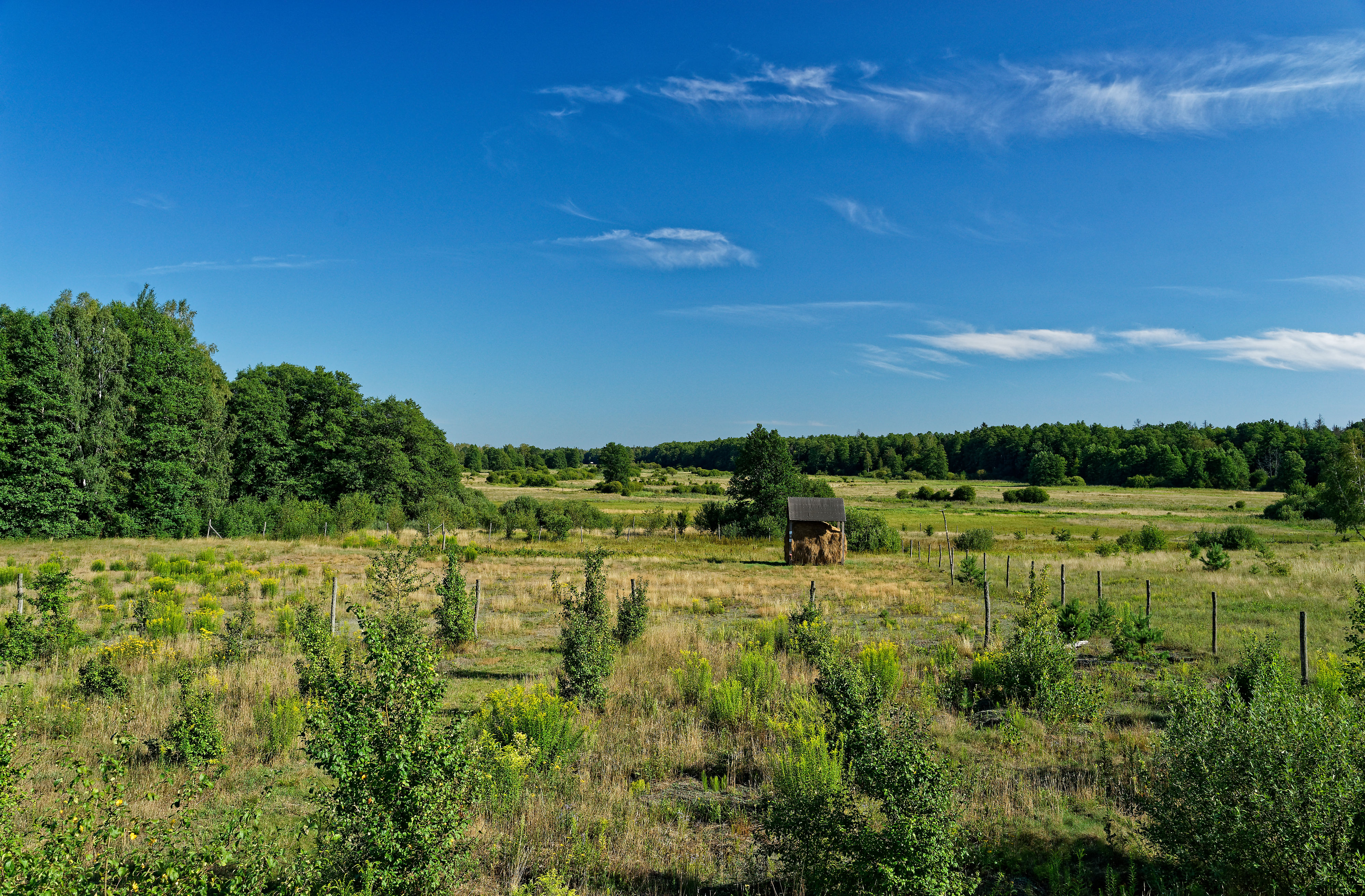 Gruszki July 2019