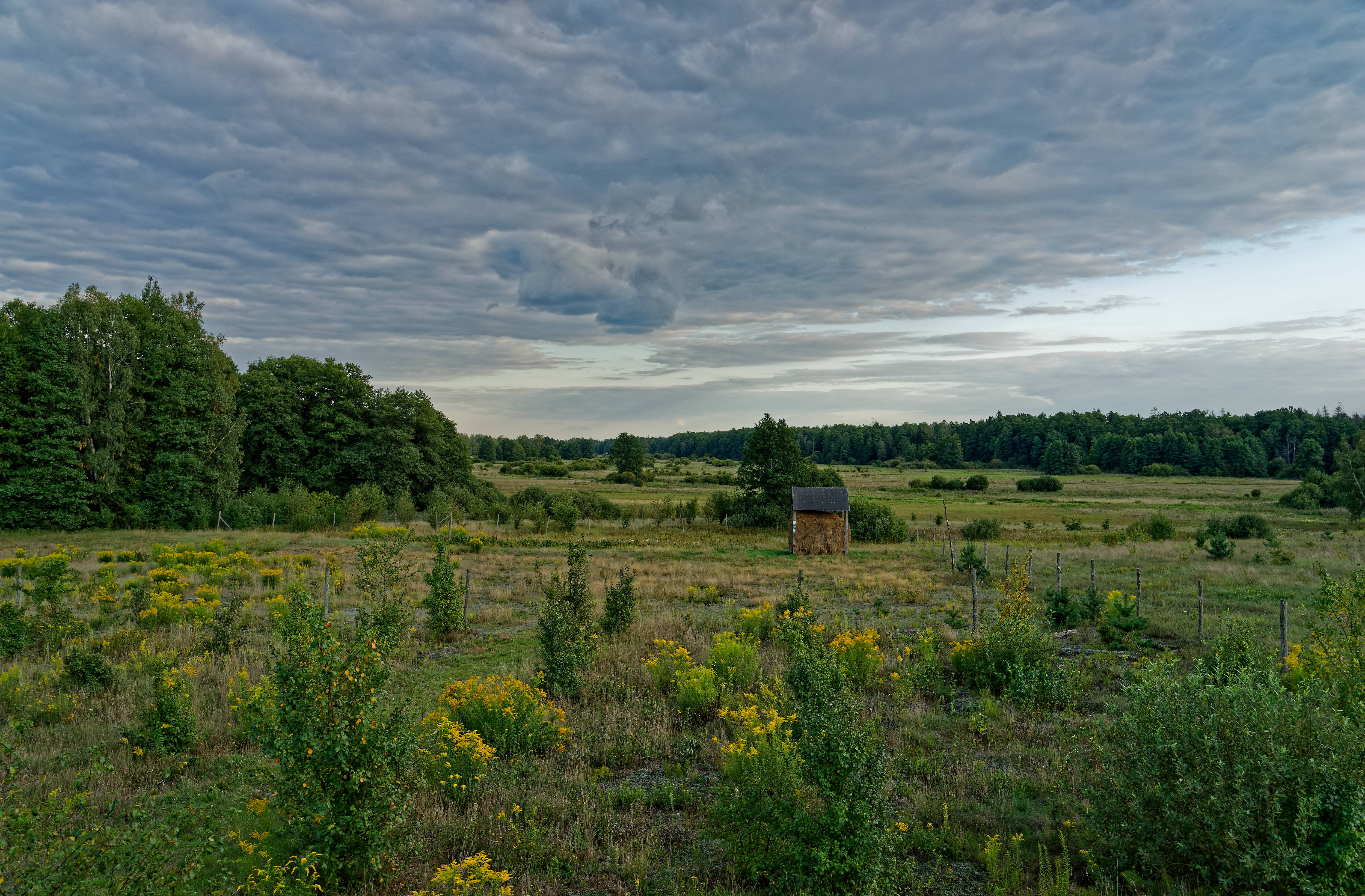 Gruszki August 2019