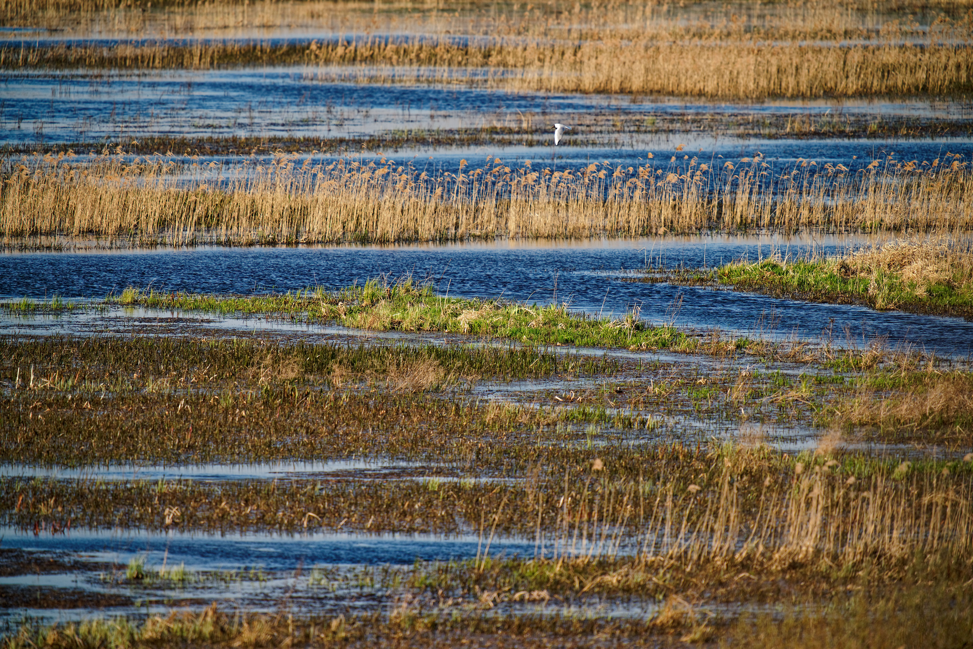 Narew April 2019