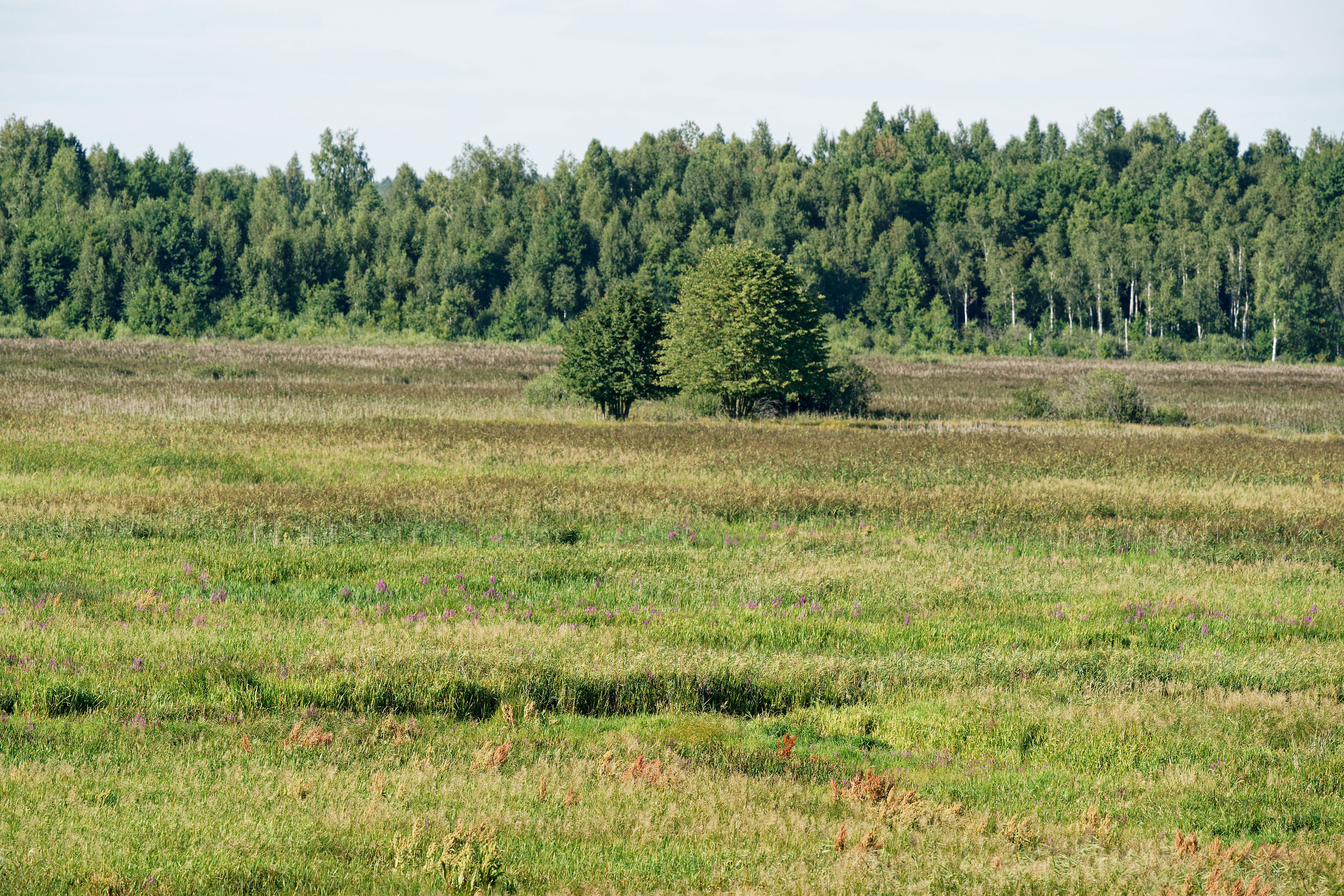 Narew July 2019