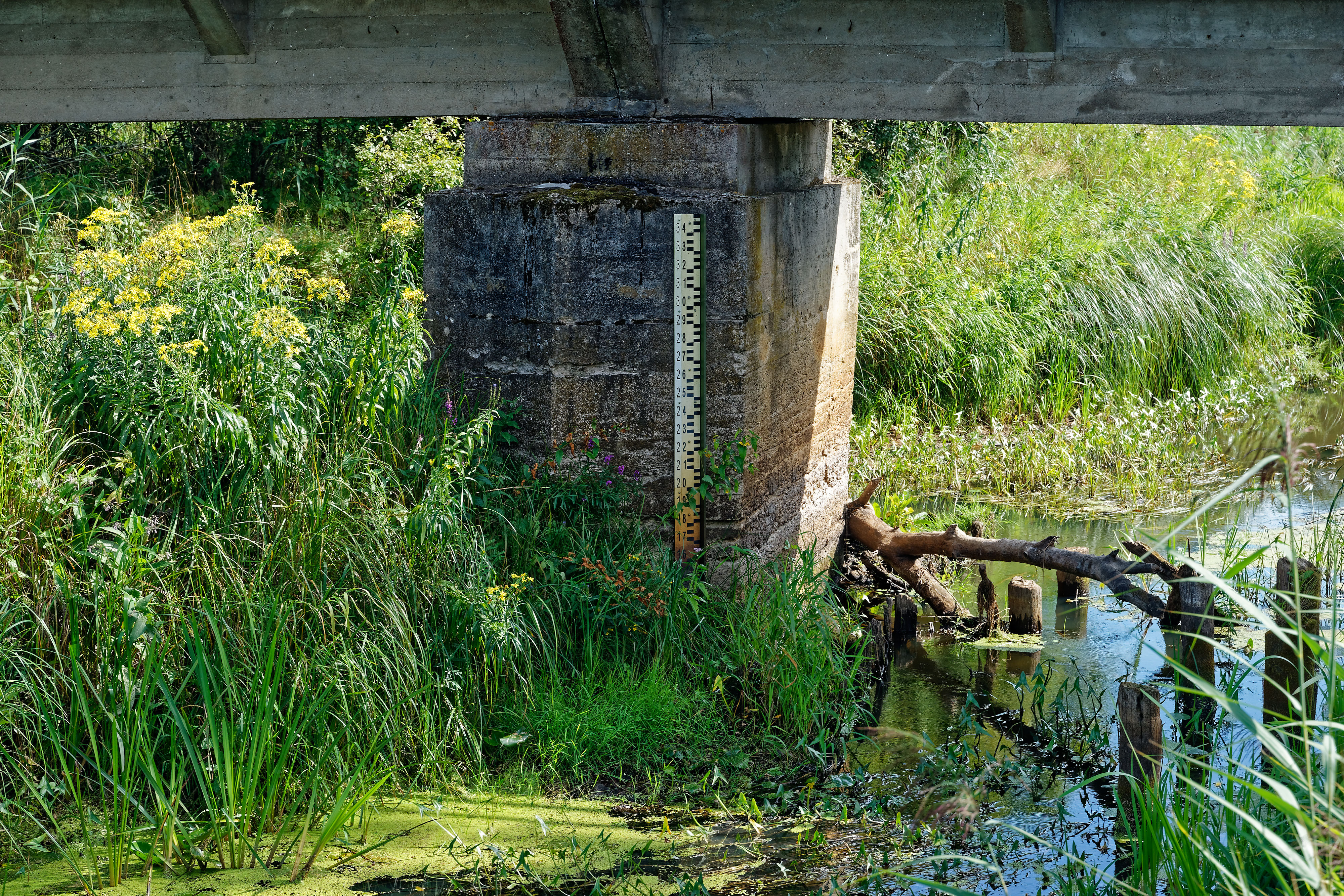 Wasserstand Narewka July 2019