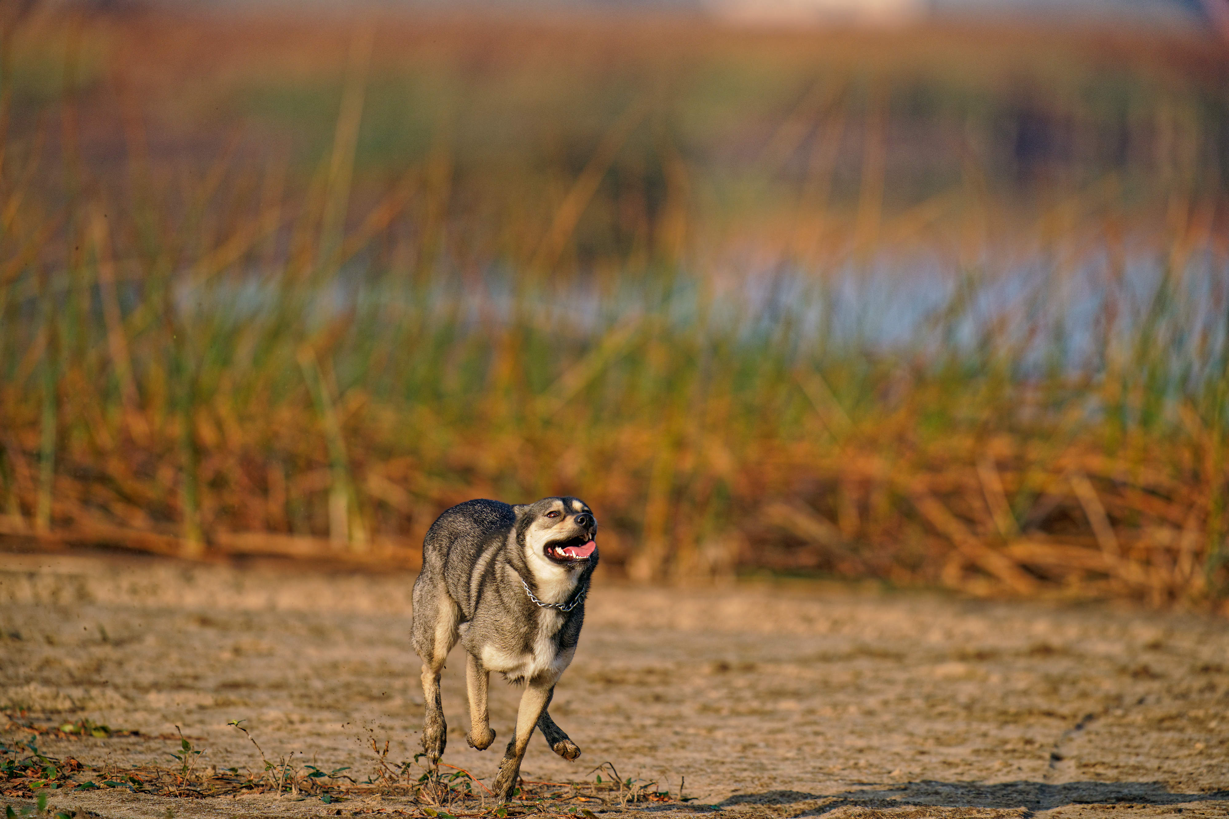 Running-Dog-Eye-AF-EN Running-Dog-Eye-AF-EN