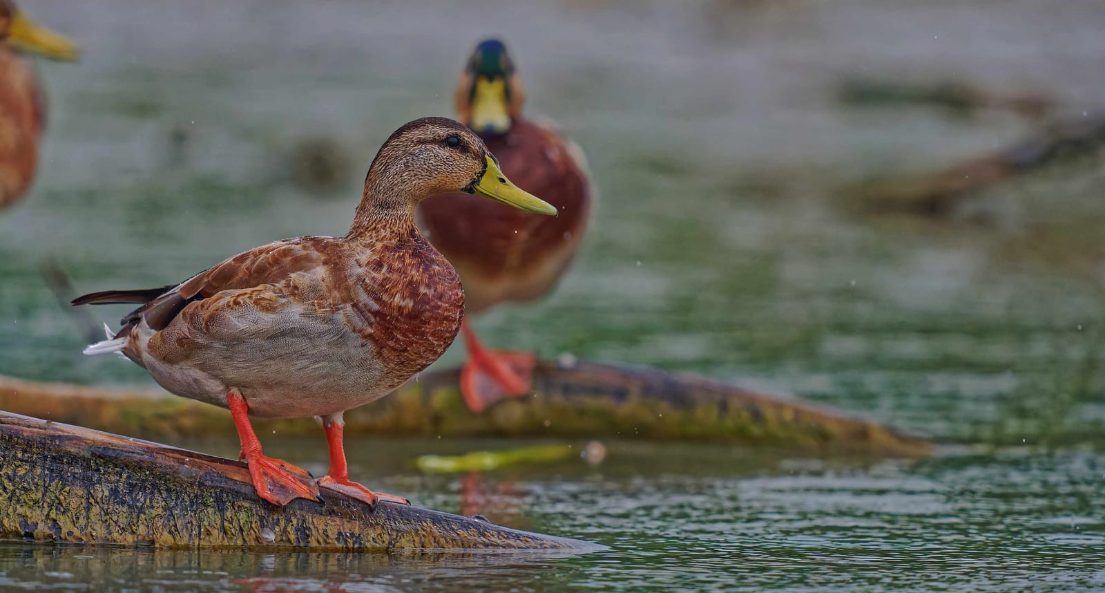 Donaudelta Enten