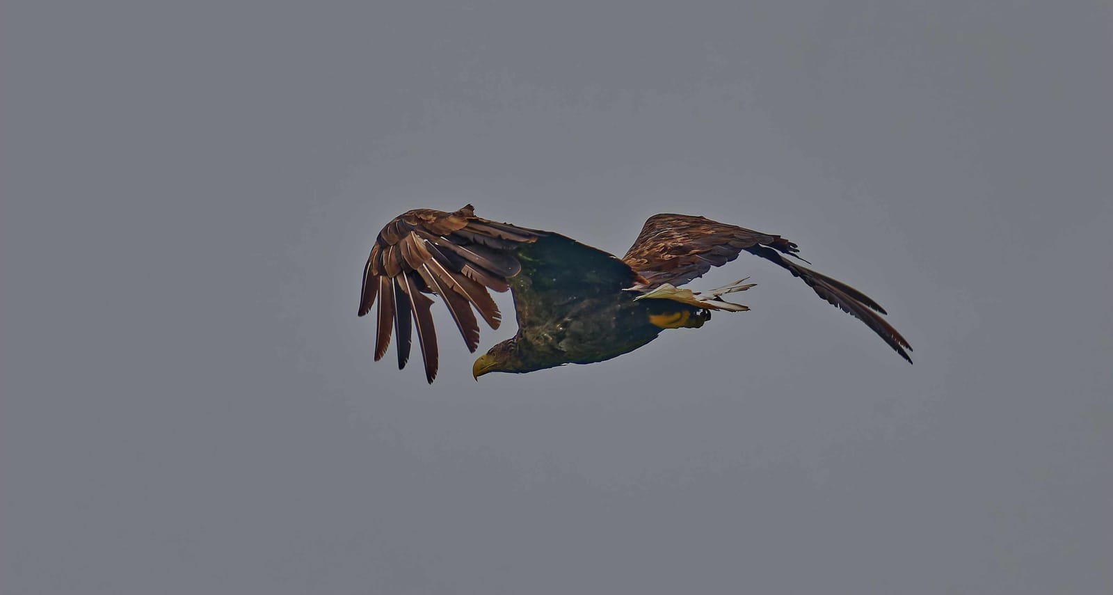 Donaudelta Raubvögel