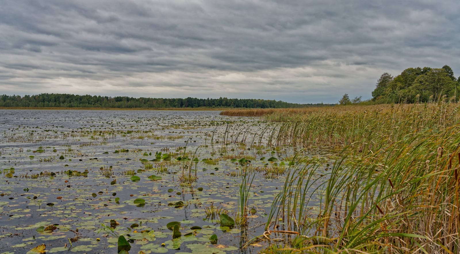 Polen Polesie NP