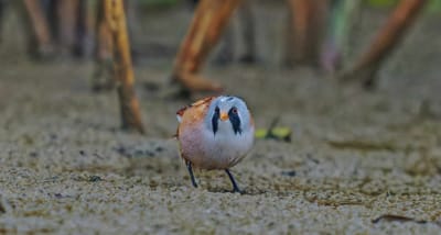 Singvögel