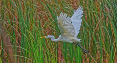 Wasservögel
