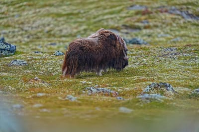 Fotos Norwegen