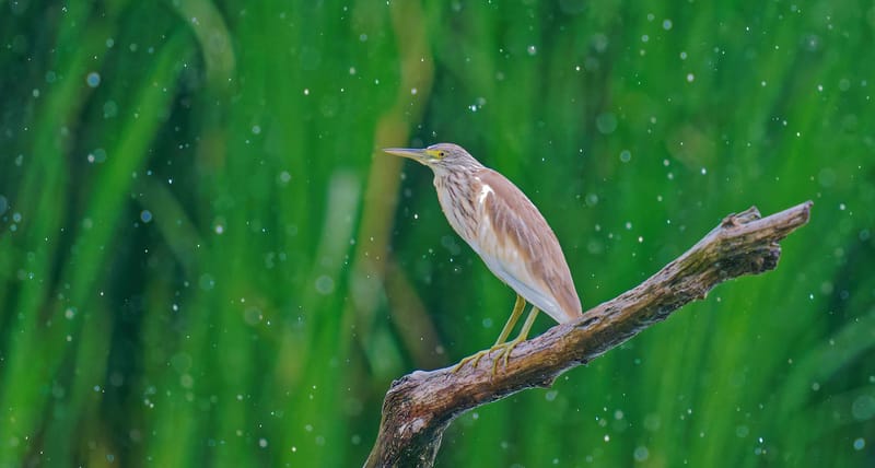 Donaudelta Rallenreiher