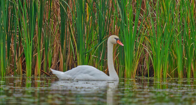 Donaudelta Schwäne