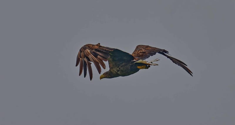Donaudelta Raubvögel