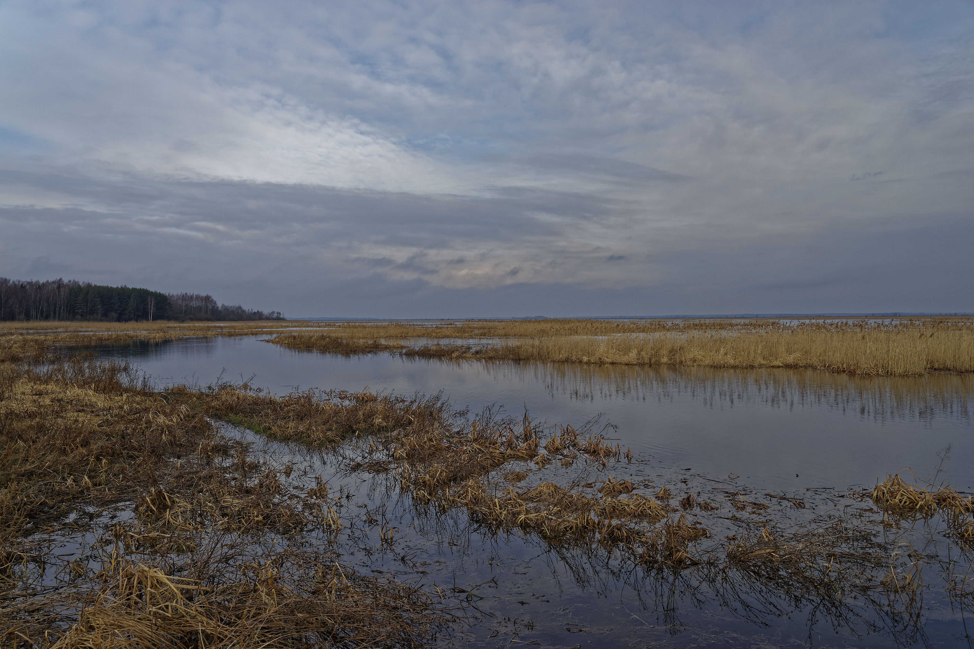 Narew March 2019