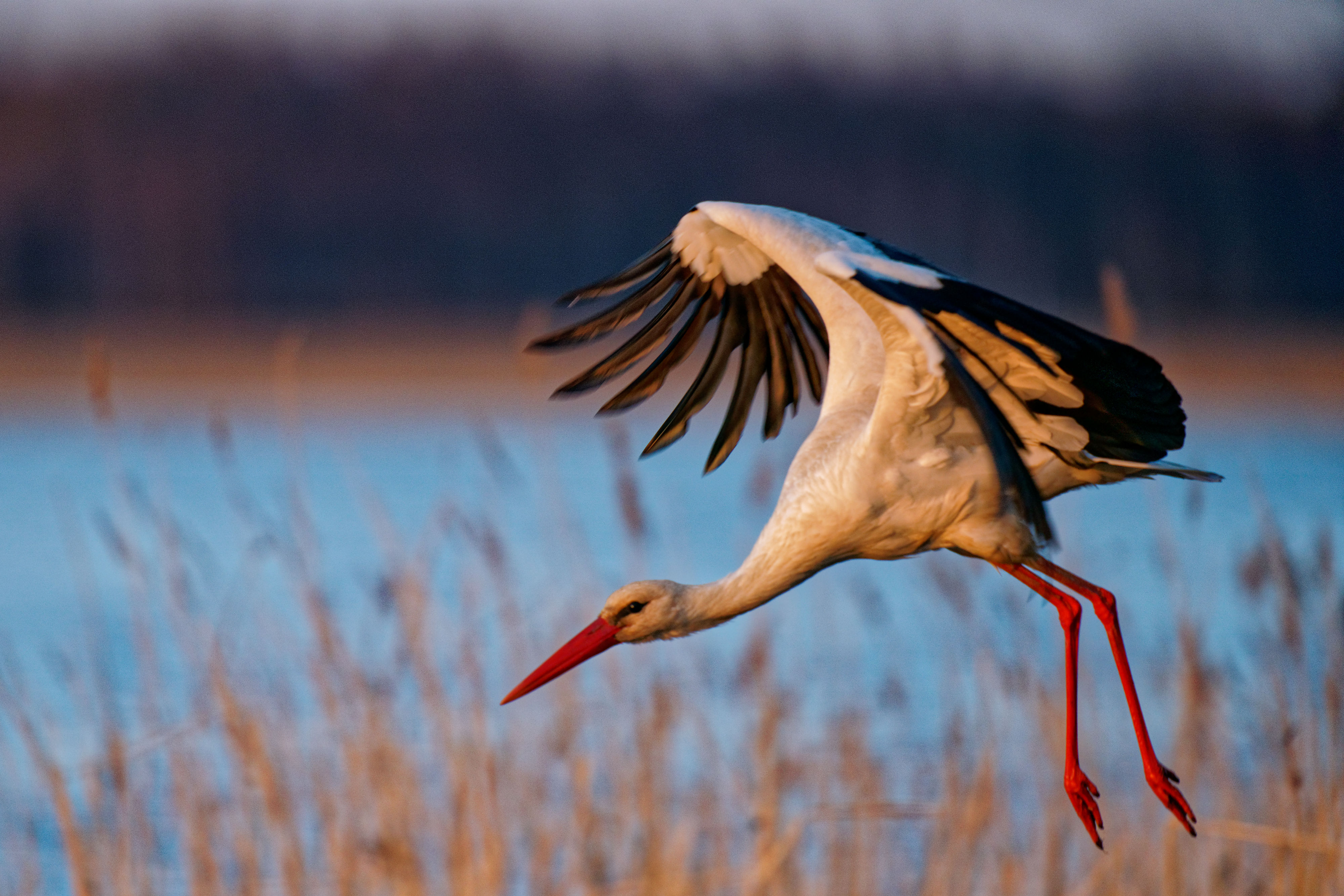 Storch